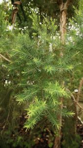 Tea-Tree-Melaleuca-alternifolia-aromatherapy