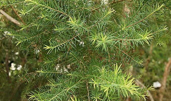 Tea-Tree-Melaleuca-alternifolia-aromatherapy