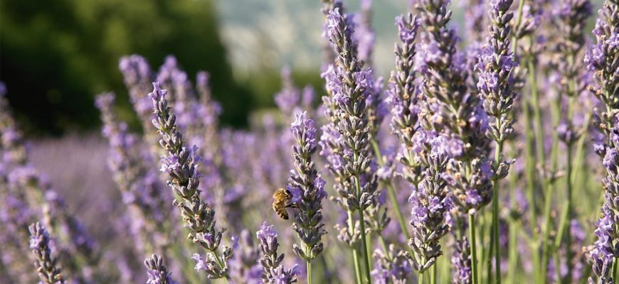 True lavender Herbarium Aromatherapy