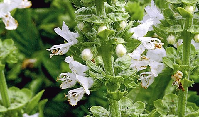 exotic Basilic herbarium essential oils aromatherapy