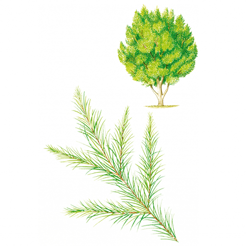 tea-tree-Melaleuca-alternifolia_herbarium-aromatherapy