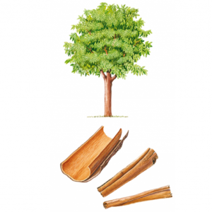 Ceylon Cinnamon herbarium aromatherapy essential oils